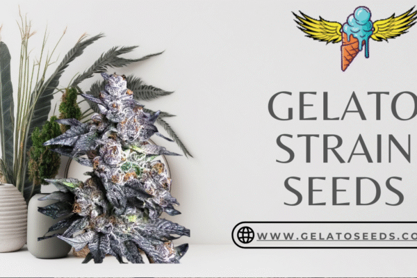 Apple Fritter x Runtz: Elev8 Seeds’ Premium Hybrid for Gelato Strain Lovers gelato strain seeds