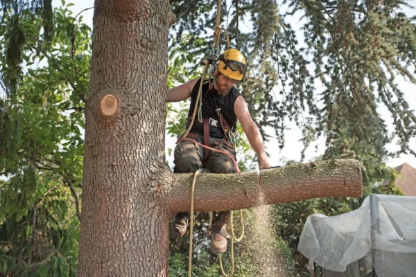 Clearing the Way: Expert Tree and Stump Removal Made Easy Tree removal Columbia image 3