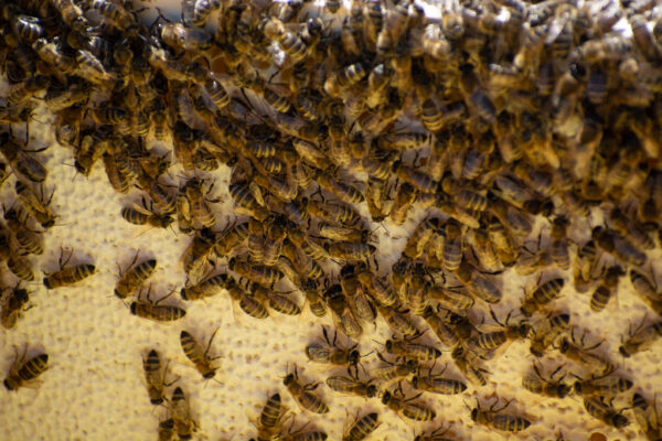 How to Encourage Bees to Stay in Eco-Friendly Spaces How to Encourage Bees to Stay in Eco-Friendly Spaces