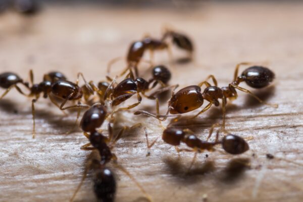 When Ants Take Over: The Need for Expert Help in DuPage County A macro photo of several tiny, dark-brown pavement ants crawling on a textured wooden surface.