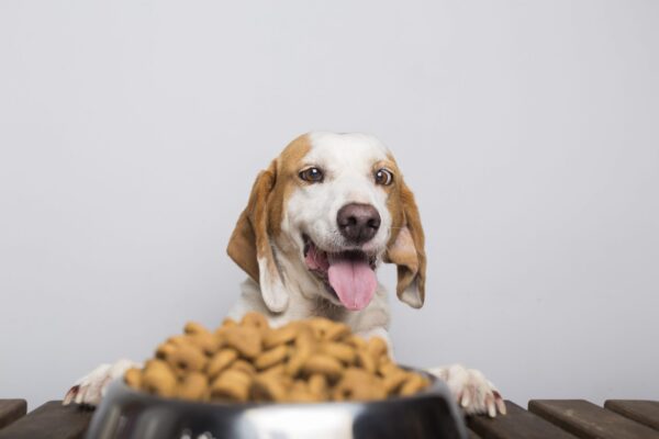 How to Manage Your Dog’s Weight with the Right Food Choices? Dog Food