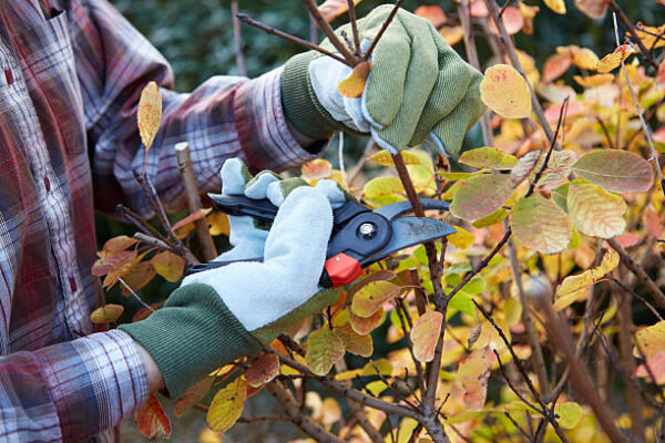 How to Spot Tree Pest Infestation —What’s the Best Treatment? tree care in Ewa Beach HI