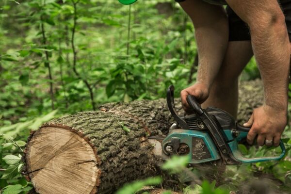 Why 4TH Generation Tree Is Trusted for Tree Removal Service