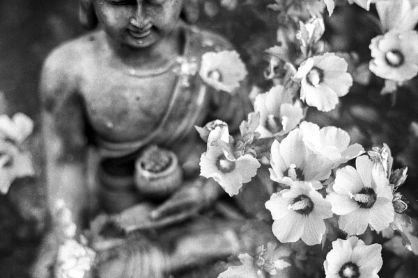 Discover the Tranquility of Buddhist Monasteries in India: Silence, Spirituality, and Himalayan Serenity