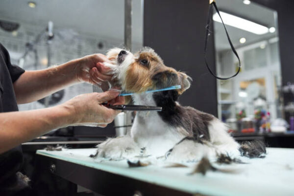 Is Your Pet Grooming at Home Failing? Hire a Pro Pet Groomer pet groomer