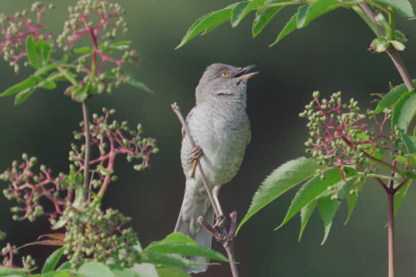 How to Inspect Your Home for Bird Entry Before Exclusion and Removal bird exclusion