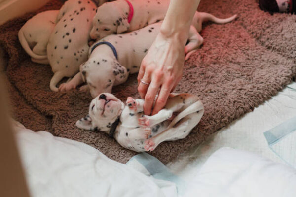 How a Dog Breeder Handles Puppy Nutrition the Right Way dog breeder