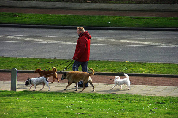 What Should A Dog Walker Bring On Every Walk? dog walker