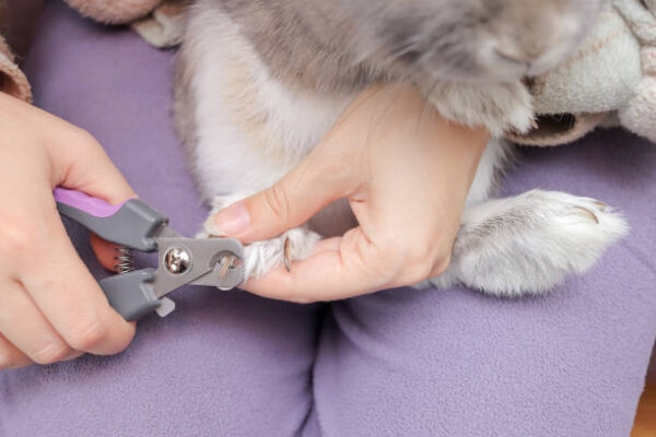 How a Pet Groomer Handles Pet Anxiety and Fear pet groomer