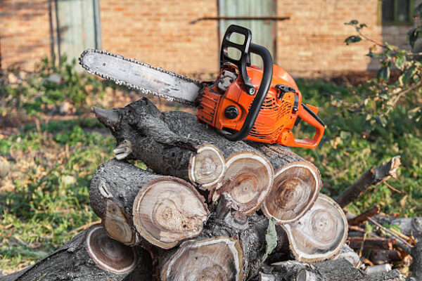 Why Is Tree Service Essential After Heavy Rain or Flooding? tree service
